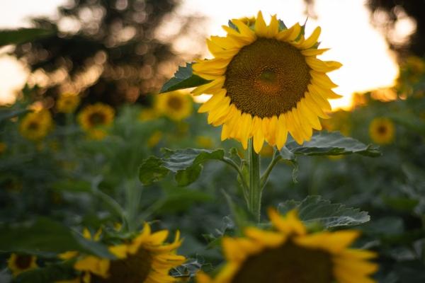 1999农历二月属兔的婚姻生活状况