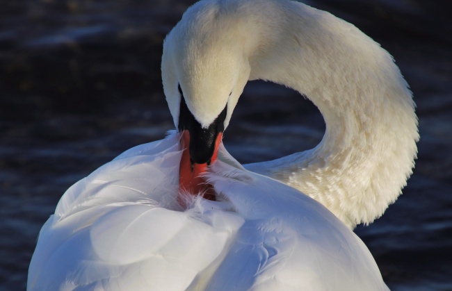 2026年属狗的真爱到底是谁