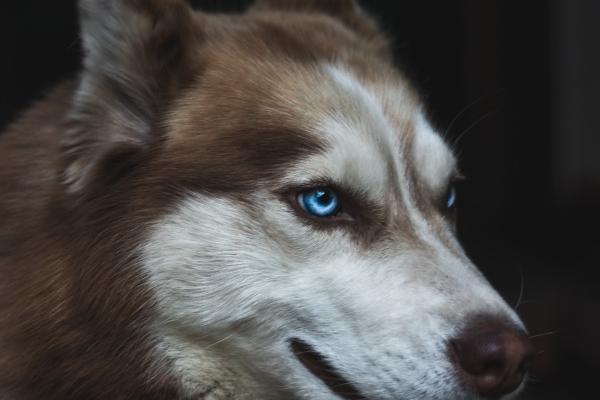 1977属蛇女最好手串