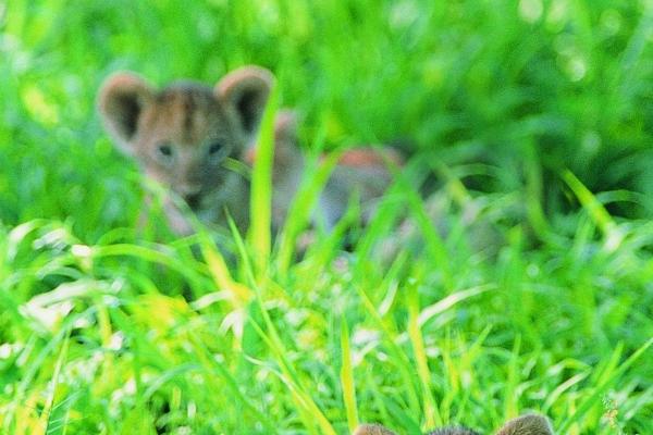 属马人2026年小心哪些