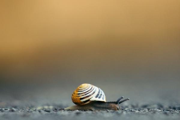 2026年狗与猪婚姻走向怎样