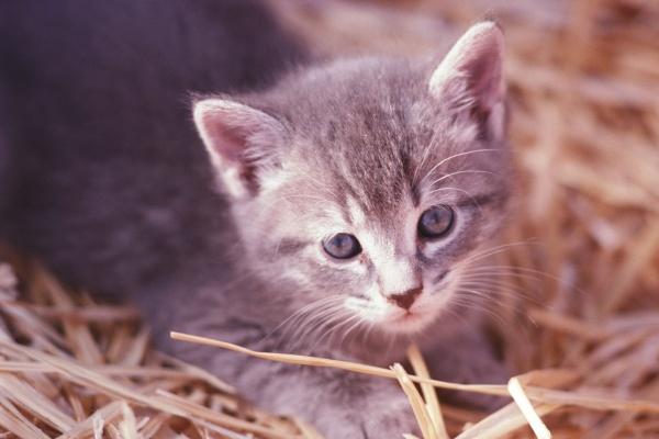 2026年牛害太岁佩戴哪些