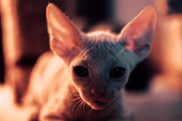 99兔男2026能脱单吗 99兔男2026能脱单吗