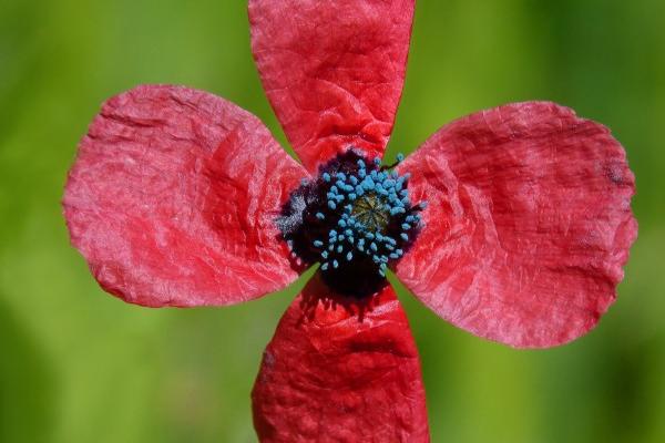 98虎2026奇遇喜事