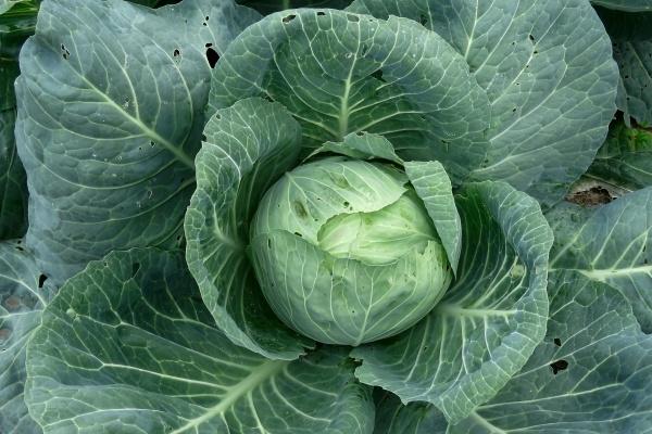 属羊2026年异地恋能够长期吗