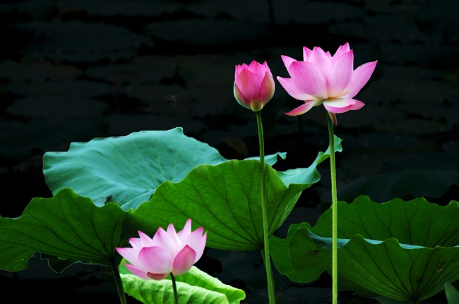 虎戴什么观音最旺盛