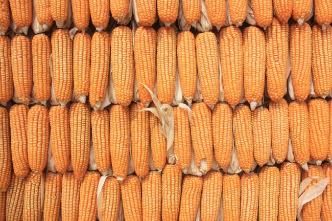 属马2026年异地恋能够长期吗 属马2026年异地恋能够长期吗