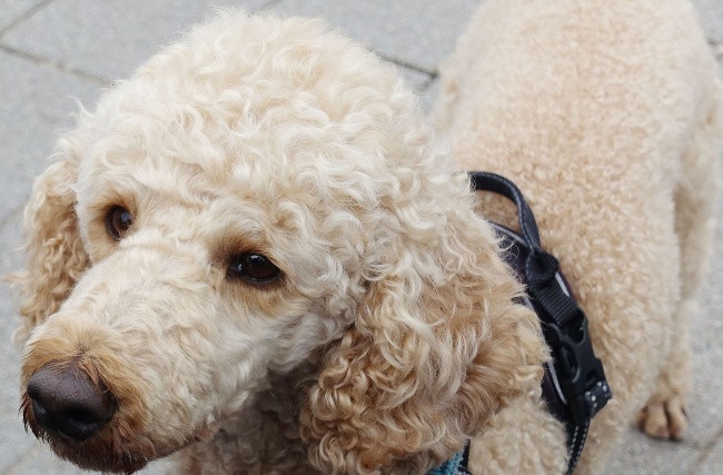 属相羊天生的情敌到底是谁