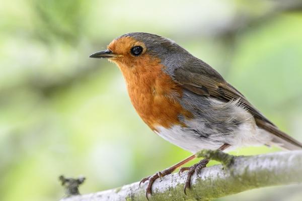 属羊地从2026年就顺了