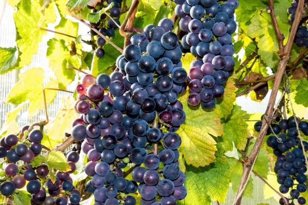 属蛇2026年异地恋能够长期吗