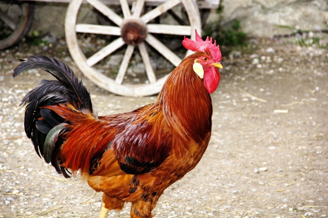 1987属兔桃花劫到底是谁