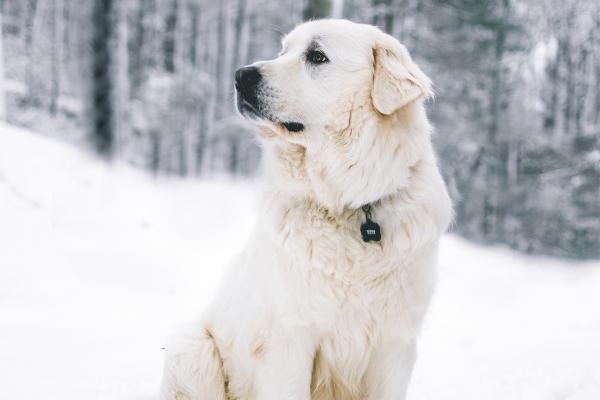 属虎得人搬家忌什么属相，属虎人搬家注意什么