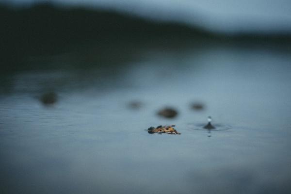 蛇戴什么观音最旺盛