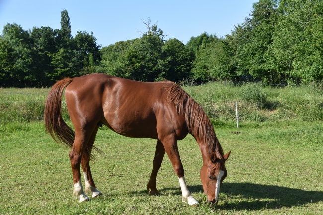 猪戴什么观音最旺盛