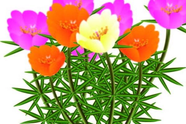 土猪命几个方面出生最好是