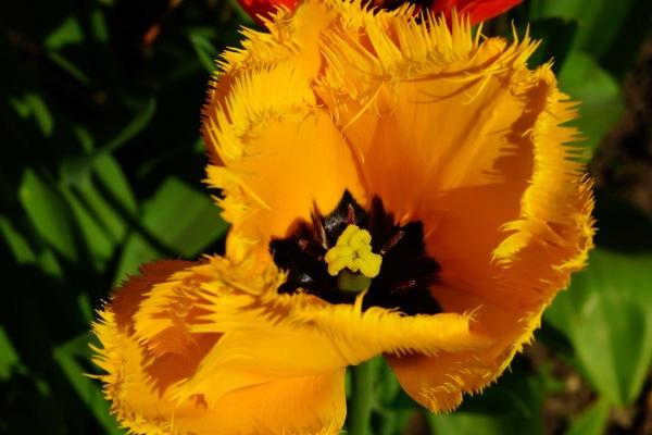 貔貅属狗的朋友可以戴吗