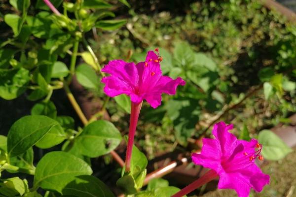 水猪命适合什么样