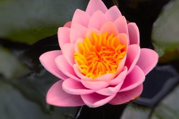 生肖羊命中注定的情缘：这四大属相与你最契合