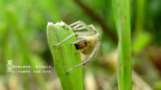 属狗孩子福泽深厚，这四种生肖父母最得庇佑